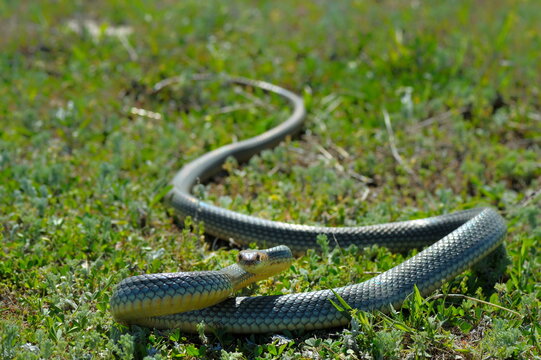snake in natural habitat (Dolichophis caspius)