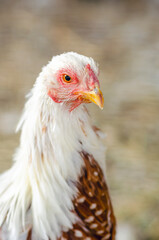 Portrait of a hen close-up on a chicken farm