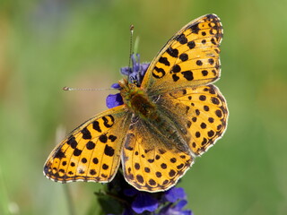 Obraz premium butterfly in natural habitat (issoria lathonia)