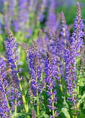 Violett bl&uuml;hender Bl&uuml;tensalbei, Salvia nemorosa, im Garten