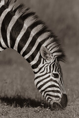 Fototapeta na wymiar Zebra Head Neck Wildlife Animal Sepia Photo