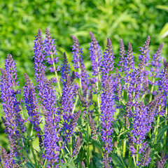 Violett blühender Ziersalbei, Salvia nemorosa, im Garten