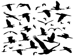 A flock of flying birds. Vector