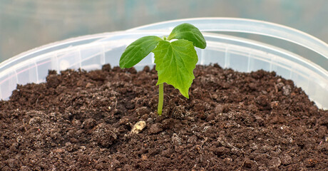 Small green cucumber leaves. Growing cucumbers in the house on the windowsill.