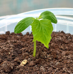 Small green cucumber leaves. Growing cucumbers in the house on the windowsill.