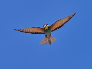 european bee-eater (Merops Apiaster) flying against the blue sky