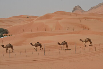 camels in desert