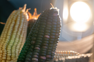 A closeup shot of freshly picked ripe sweet corn cobs in different colors