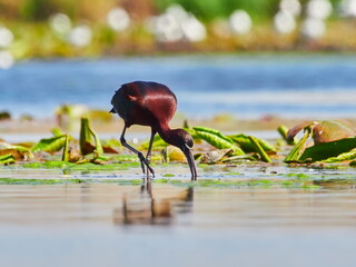glossy ibis in natural habitat (plegadis falcinellus)