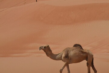 camels in desert