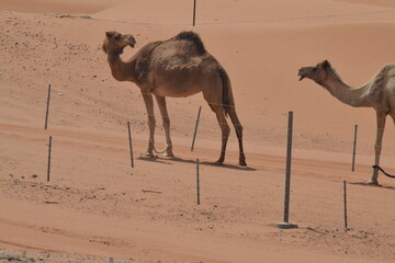 camels in desert