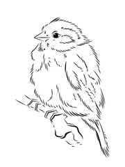 Drawing, black and white image of birds. Coloring book for children