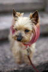 A small Yorkshire terrier with a stylish haircut from groomers looks at a man. The puppy's coat is pink-purple. The color of the dog