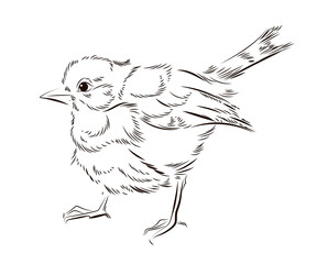 Drawing, black and white image of birds. Coloring book for children