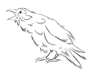 Drawing, black and white image of birds. Coloring book for children