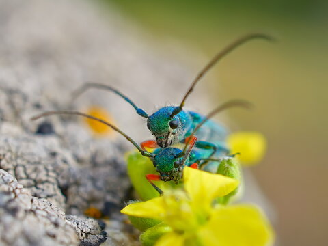 Phytoecia caerulea (longhorn beetle) in natural habitat during mating ritual