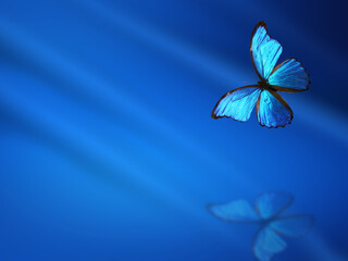 Blue abstract background with elegant waves and Morpho butterfly