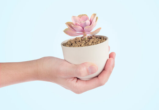 hand raised succulent cactus pots