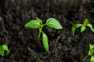 seedlings of cultivated plants, young shoots with green leaves, grow on wet earthy soil.  concept of growth, development, spring, vegetarianism and ecology.
