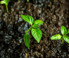 seedlings of cultivated plants, young shoots with green leaves, grow on wet earthy soil.  concept of growth, development, spring, vegetarianism and ecology.