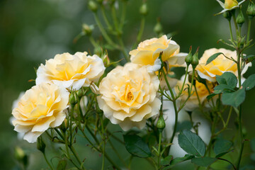 
Bush of yellow roses blooms in the garden
