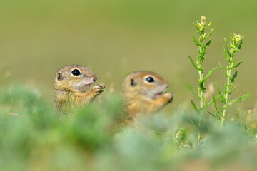European ground squirrel in natural habitat (Spermophilus citellus) - juvenile