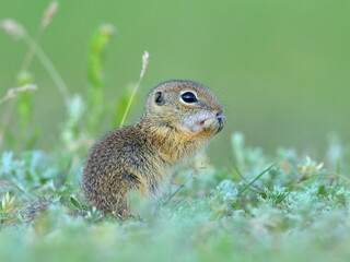Naklejka na ściany i meble European ground squirrel in natural habitat (Spermophilus citellus) - juvenile