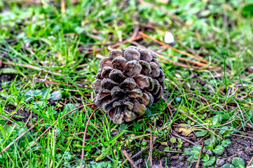 close up of a pine cone