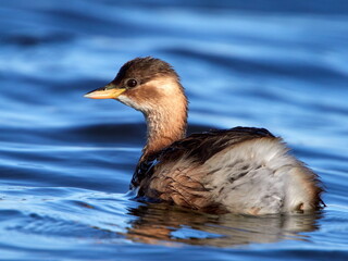 little grebe (tachybaptus ruficollis) in natural habitat