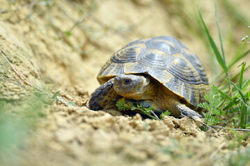 Spur thighed turtle (Testudo graeca) in natural habitat