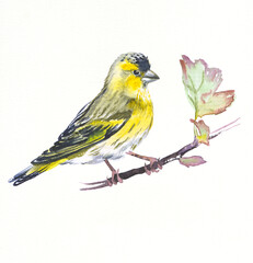 Bird Greenfinch,hand drawn watercolor illustration on white