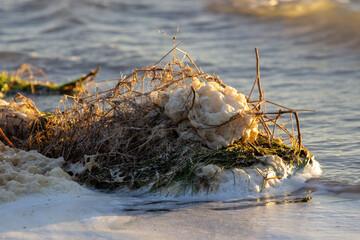 Lake foam, dead limbs and kelp on the shore of Lake Saryoba.