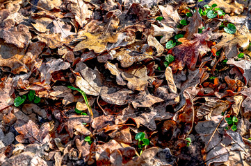Brown leaves on the ground