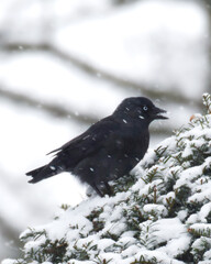 Crows in the snow in the Netherlands