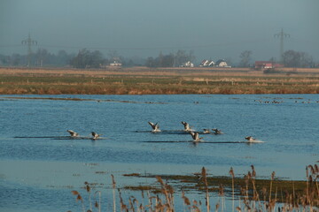 Wild geese landing on a lake on a meadow