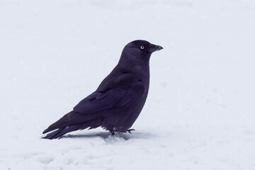 Crows in the snow in the Netherlands