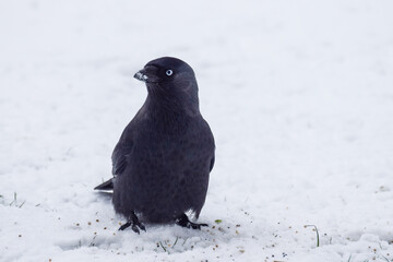 Crows in the snow in the Netherlands