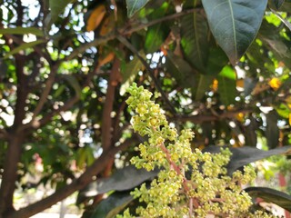 Mango flower blossom, Aam ka Manzar. inflorescence and immature fruits of an 'Alphonso' mango tree. Mango is also known as king of fruits. Close up of mango tree leaves with blooming little flowers.