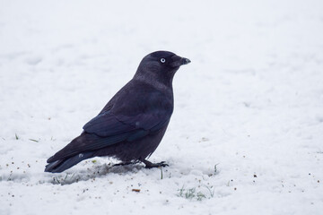 Crows in the snow in the Netherlands