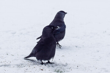 Crows in the snow in the Netherlands
