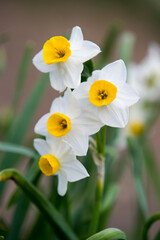 水仙の花　スイセン　マクロ撮影