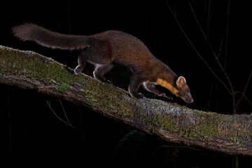 Pine marten patrolling the night
