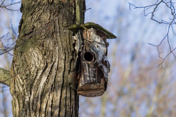 A birdhouse on a tree in spring in a park on Elagin Island in St. Petersburg.