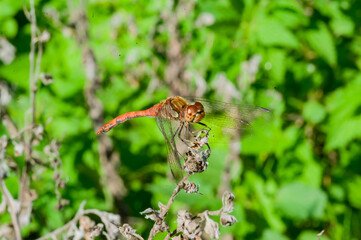 dragonfly on a leaf -  Bruinrode heidelibel - Sympetrum striolatum