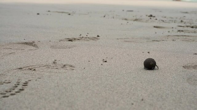 Hermit crab slowly crawing out of frame on a sandy beach in Costa Rica