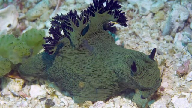 A deep green sea hare sea slug (Dolabella auricularia) with black horns in the front and the back of its body. The seafloor around it is full of small white rocks and pieces of broken seashells.