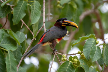 Ein Tukan in der Seitenansicht freigestellt auf einem Ast sitzend im brasilianischen Pantanal © HPE