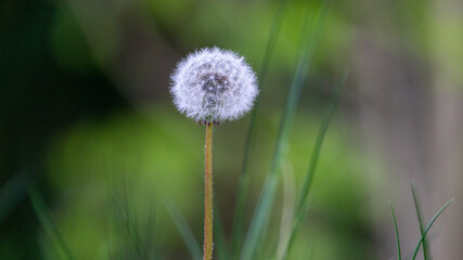 dandelion in the grass
