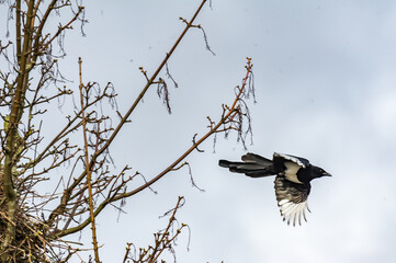 magpie on a branch - Ekster