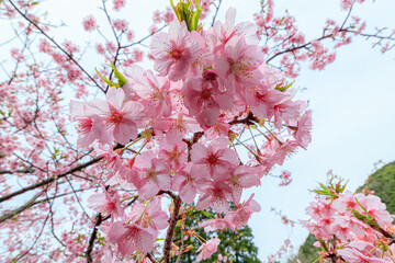 河津桜　見帰りの滝付近　佐賀県唐津市　Kawazu cherry blossoms Near the Mikaeri waterfall Saga-ken Karatsu city